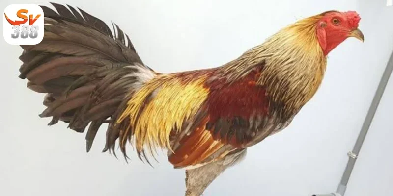Đá Gà Shamo Sv388 Cùng Tìm Hiểu Cổng Game Đá Gà Hấp Dẫn 4 Sử dụng các loại hạt như ngô, lúa mì làm thực phẩm chính cho Đá Gà Shamo Sv388