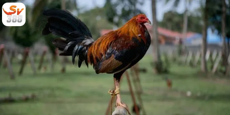 Đá Gà Thomo Sv388 Những Điều Cần Biết Khi Tham GIa Đá Gà 3 Đa dạng trận đá kê Thomo