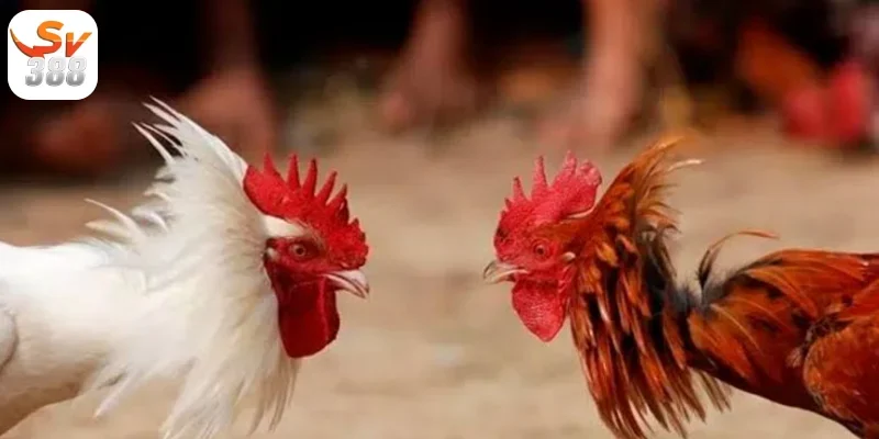 Đá Gà Thomo Sv388 Những Điều Cần Biết Khi Tham GIa Đá Gà 4 Cách phân định thắng thua Đá Gà Thomo Sv388
