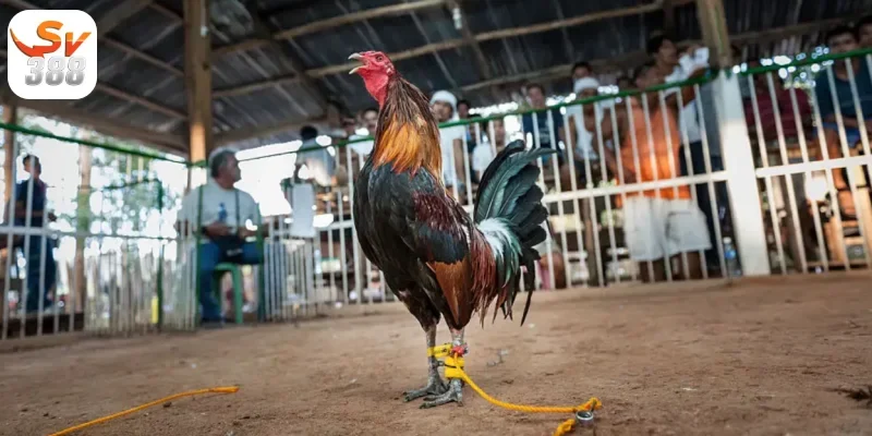 Đá Gà Tre Sv388 Những Điều Cần Biết Khi Tham Gia Đá Gà 2 Nguồn gốc và lịch sử của gà tre Thomo