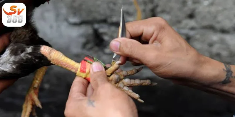 Những Giống Gà Đá ưa Chuộng