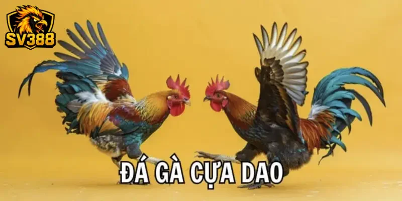 Cá cược đá gà trực tuyến SV388: Hướng dẫn chơi chuẩn cho kê thủ 3 Các hình thức thi đấu bùng nổ tại SV388