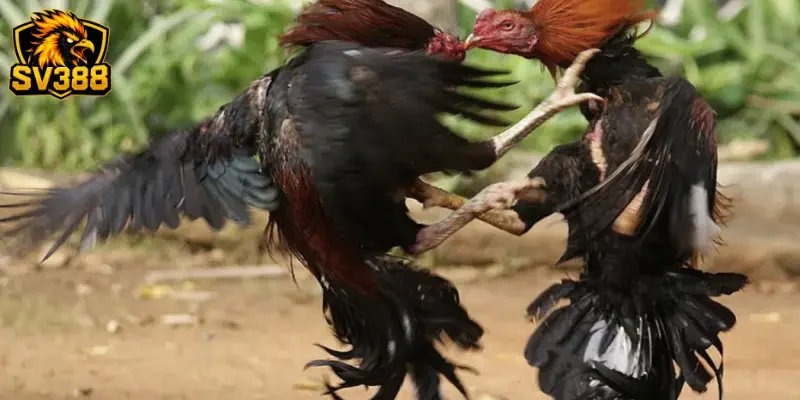 Kèo đá gà Shamo SV388: Trải nghiệm cùng kê chiến dũng mãnh 3 Loại hình cược và mức thưởng trong kèo đá gà Shamo SV388